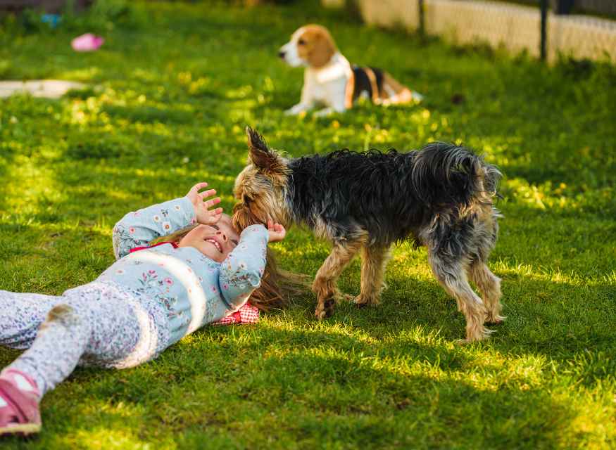 Pet-friendly dog parks, trails, and restaurants in Prescott